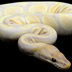 Snnake112