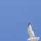 shorebird