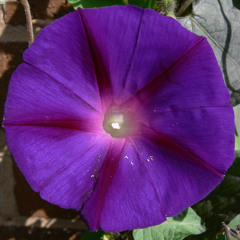 Ipomea