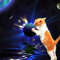 yocosmocat