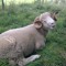 smiling sheep