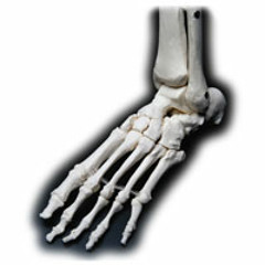 Skeleton Foot