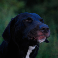 Millioni