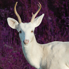 White Deer Crossing