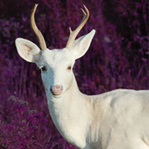 White Deer Crossing’s avatar