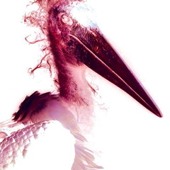 Marabou Stork Nightmares