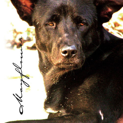 SoundCloud profile picture for @mayflower