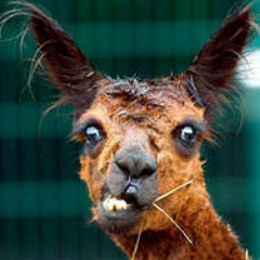 lemur_stuffz