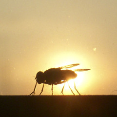 Ningun tipo de orden