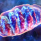 mitochondria