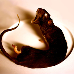 ikke på stående fod