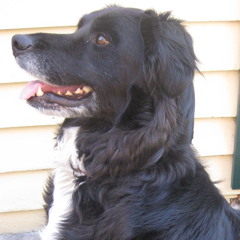 mydogjet