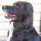 mydogjet