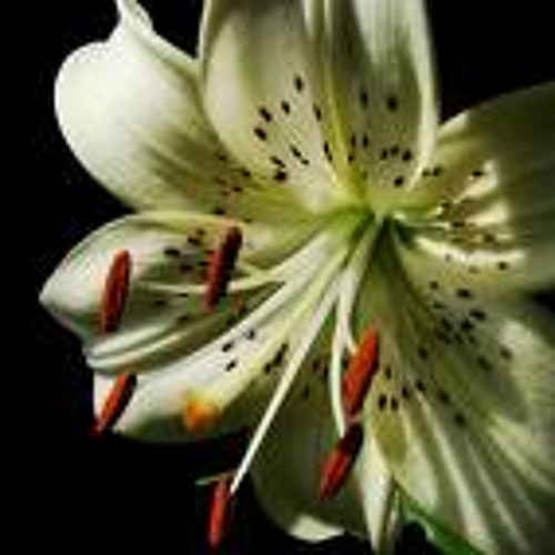 Stream Absolute Sound Music Listen To Songs Albums Playlists For