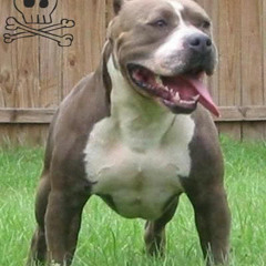 bigdogg
