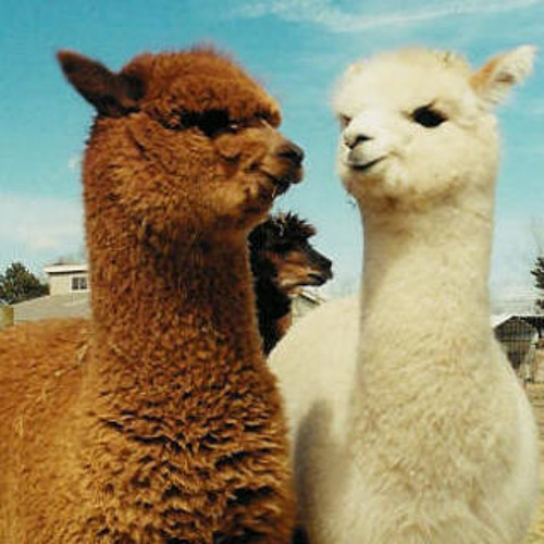 Stream Pocket Operator 33 - Default Data by alpaca Listen online for free on Sou