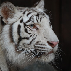 Найк Борзов - Радоваться