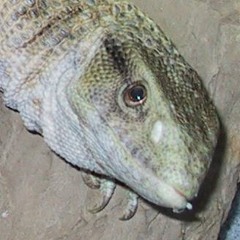fussylizard