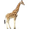 deGiraffe
