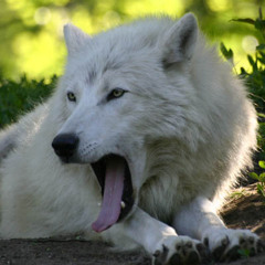 Rosewhitewolf