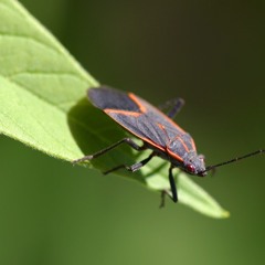 boxelderbug