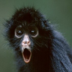 smoking monkey