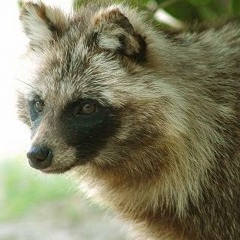 TanukiMujina