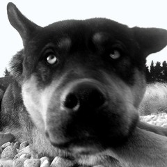 Vescan - Pasari calatoare