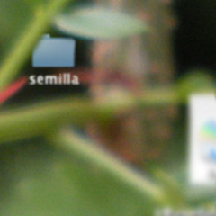 Semilla