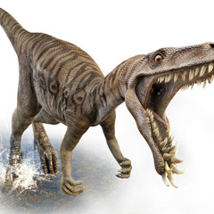 C-Rex