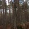 Alone in the woods