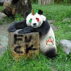 Punkpanda