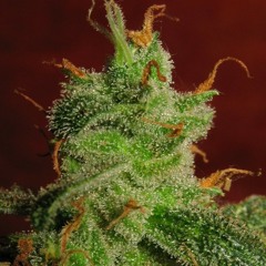 deeplovers collection