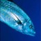 cyberfish