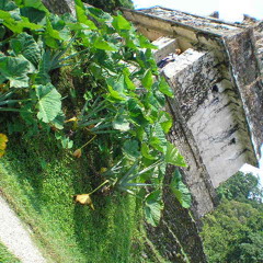 Somnam