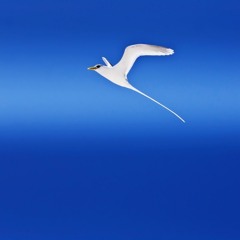 Ali Lohrasebi - Faseleha1