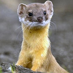 Feasible_Weasel