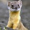 Feasible_Weasel