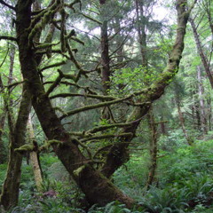 Keep Me Here (ft. Paul Bernadino & Ayla Nereo)