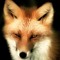 RedFoxy