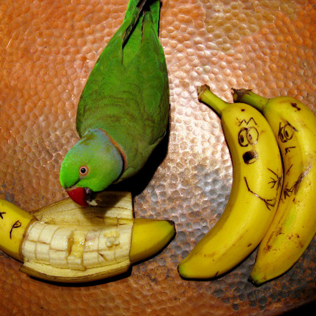 Listen to 01 Andrew Jackson Jihad - Heartilation by stuck in past in ajj  playlist online for free on SoundCloud, image size:1080x1080