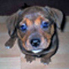madog