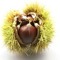 -= Chestnut =-