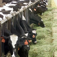 CowFood