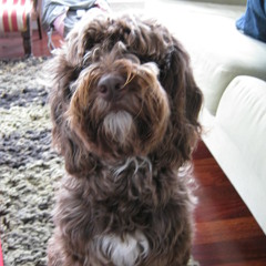 hugo4800