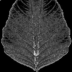 blackleaf