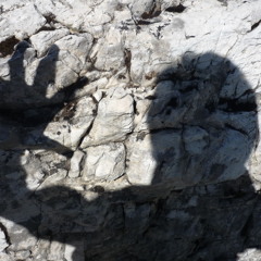 Timmisoreana