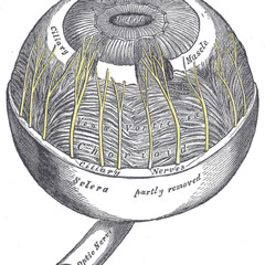 SOTA2