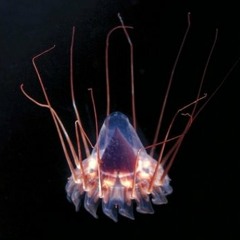 illitch - indie experimental hip hop beats downtempo instrumental