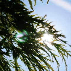 Daensch - Tribute To The (W.)Gartner (Y2014)